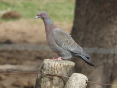 Patagioenas picazuro