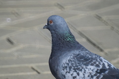 Columba livia domestica