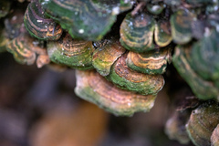 Trametes