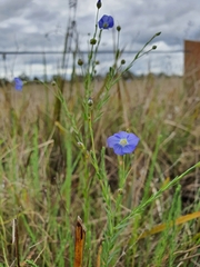 Linum marginale