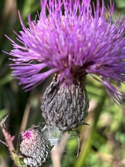 Cirsium muticum