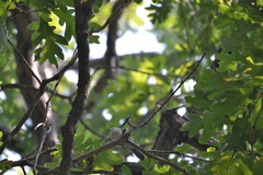 Sitta carolinensis