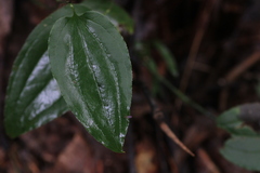 Smilax tamnoides