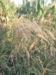 Panicum miliaceum