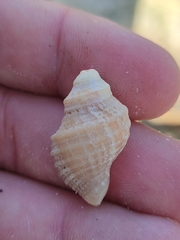 Muricidae