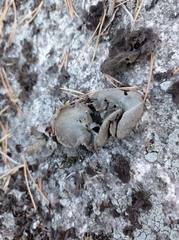 Umbilicaria