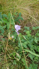 Campanula rotundifolia