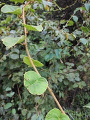 Actinidia chinensis