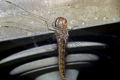 Pantala hymenaea