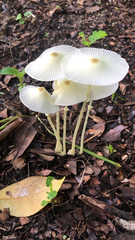 Leucocoprinus fragilissimus