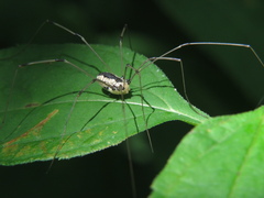 Sclerosomatidae