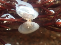 Ameritella agilis