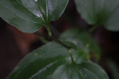 Smilax tamnoides
