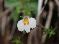 Mazus alpinus