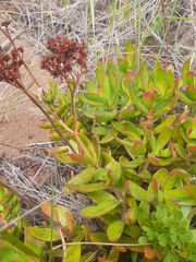 Crassula cultrata