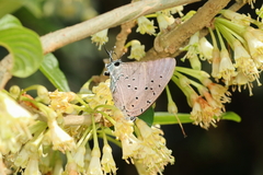 Pseudolycaena marsyas