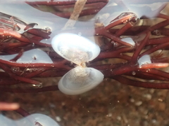Ameritella agilis
