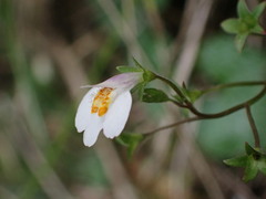 Mazus alpinus