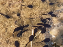 Rhinella atacamensis