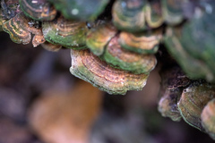 Trametes