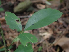 Tetrastigma hemsleyanum