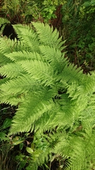 Athyrium filix-femina