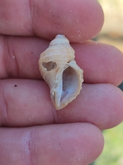 Muricidae