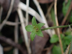 Mazus alpinus