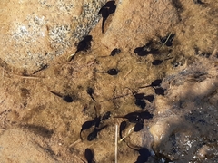 Rhinella atacamensis