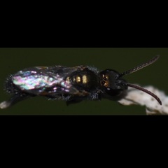 Halictidae