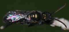 Halictidae