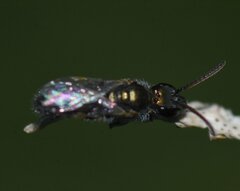 Halictidae