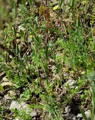 Hypochaeris glabra