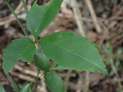 Tetrastigma hemsleyanum