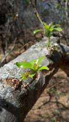 Heteropyxis natalensis