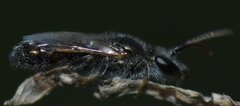 Halictidae
