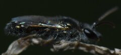Halictidae