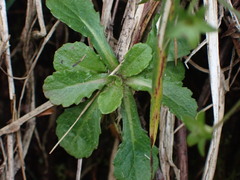 Mazus alpinus