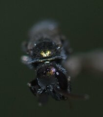 Halictidae