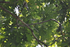 Sitta carolinensis