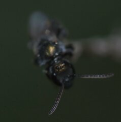 Halictidae