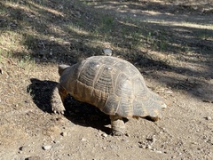Testudo marginata