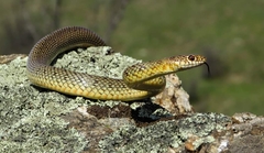 Dolichophis caspius