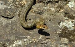 Dolichophis caspius
