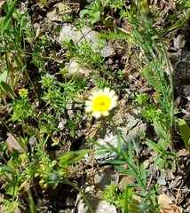 Sherardia arvensis