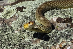 Dolichophis caspius