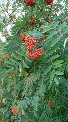 Sorbus aucuparia
