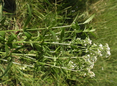Galium boreale