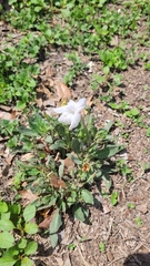 Ruellia metziae