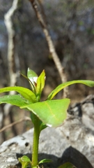 Heteropyxis natalensis